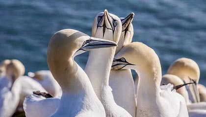 王勤伯：特里皮尔禁赛吃哑巴亏？他不会当新博斯曼