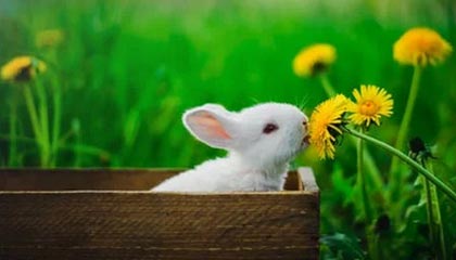 华体会官方网站入口-好消息！申花被征召球员只是伤一个|上海申花|米内罗|鲁迪·盖伊|蒋圣龙|上海申花足球俱乐部_新浪体育_新浪新闻